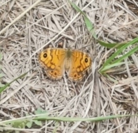 Wall Brown