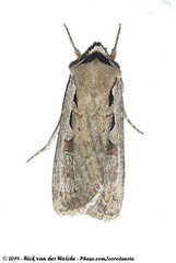 Dichagyris flammatra