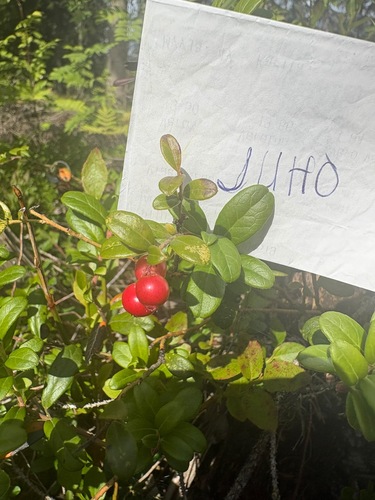 Lingonberry