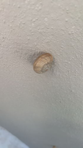 Splendid Helix
