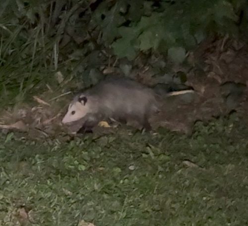 Virginia Opossum