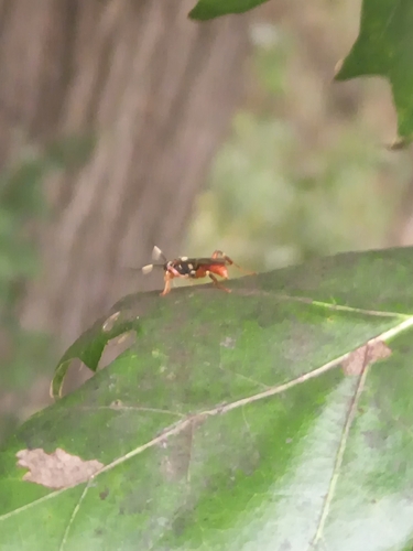 Cratichneumon w-album