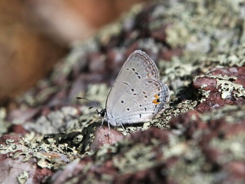 Eastern Tailed-Blue