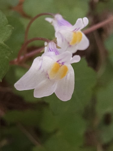 Ivy-leaved toadflax