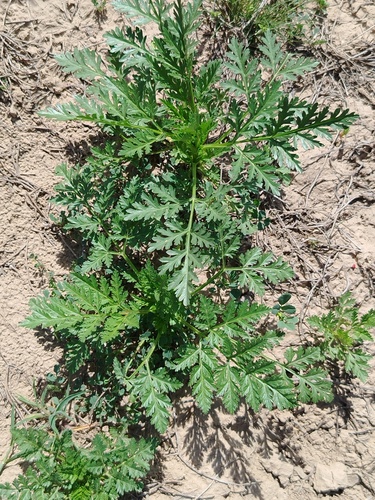 Artemisia annua, photograph 2