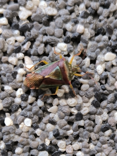 Acanthosoma spinicolle