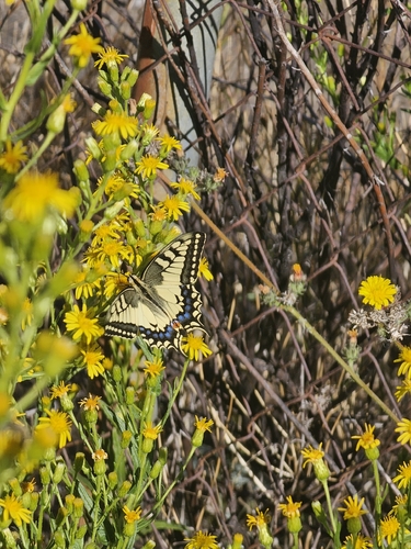 Old World Swallowtail