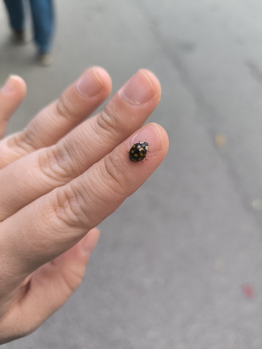 Asian Lady Beetle