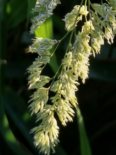 orchard grass