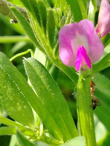 Vicia sativa, photograph 4