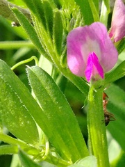 Vicia sativa, photograph (c) Orzigul Anvarova, some rights reserved (CC BY)