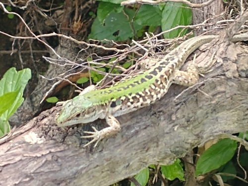 Italian Wall Lizard
