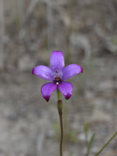 purple enamel orchid