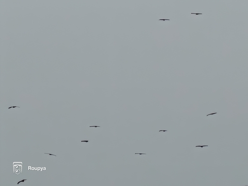 Black Kite