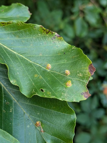 Hairy Beech Gall