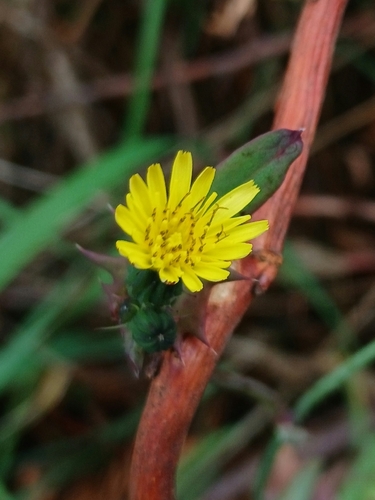 Common Sow-thistle