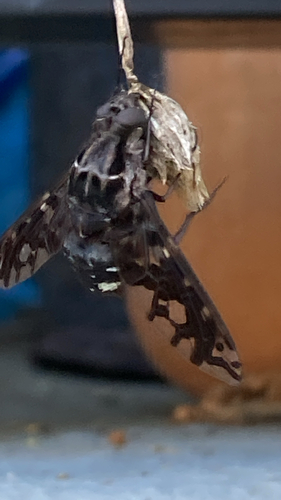 Tiger Bee Fly