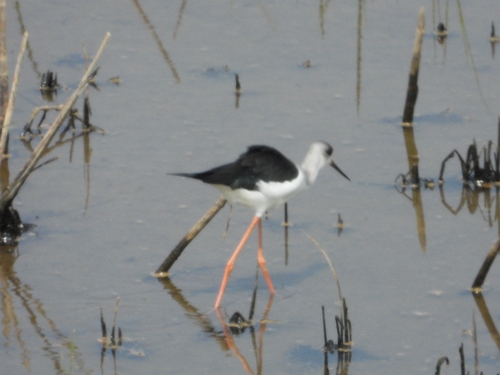 Black-winged Stilt