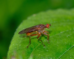 Scathophaga suilla