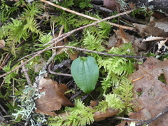 Calypso bulbosa