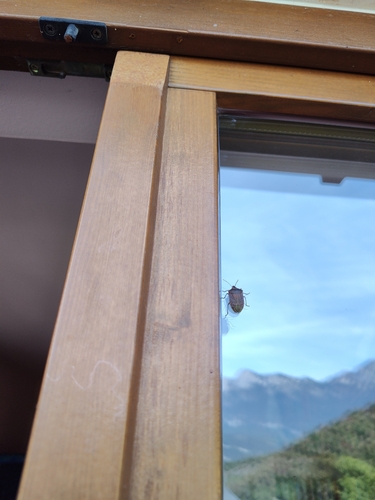 Southern Green Stink Bug