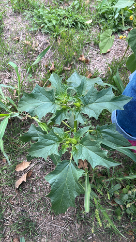 jimsonweed