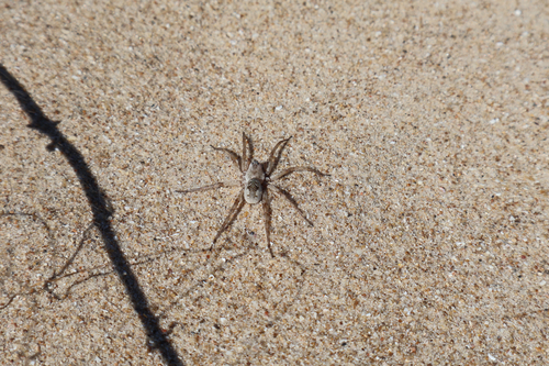 Allocosa senex