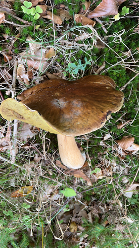 King Bolete