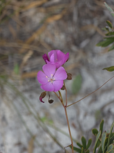 drummond's sundew