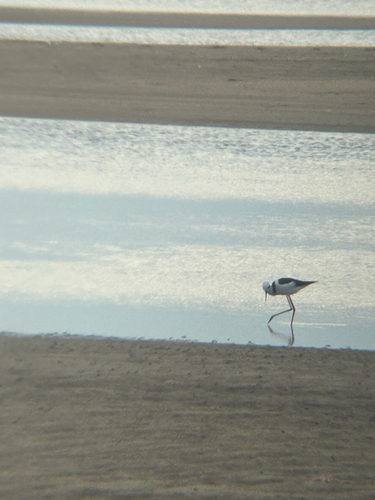 Black-necked Stilt