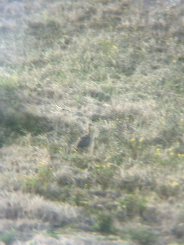 Red-winged Tinamou