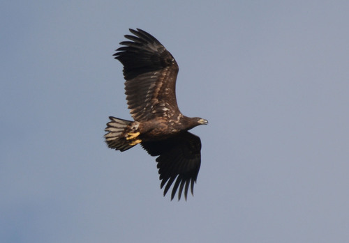 White-tailed Eagle