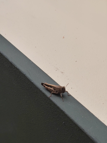 Broad Green-winged Grasshopper