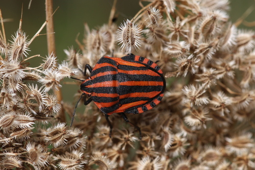 European Striped Shield Bug