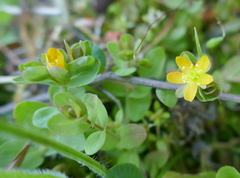 Hypericum anagalloides