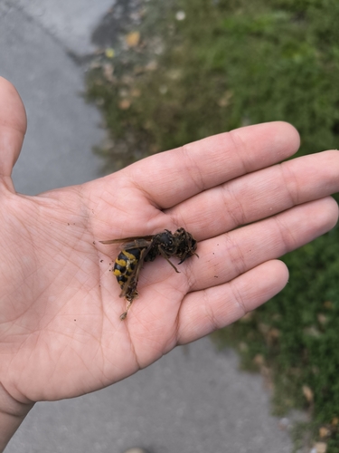 European Hornet