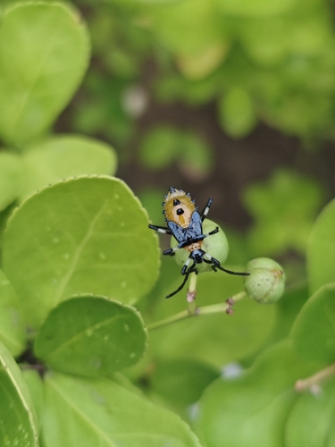Plinachtus bicoloripes