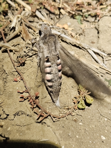 Convolvulus Hawkmoth