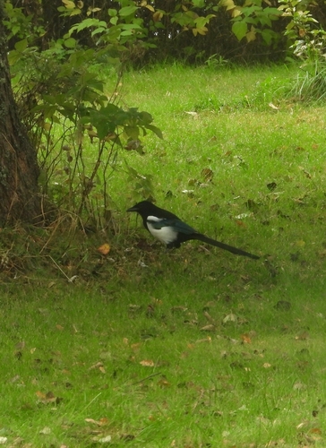 Eurasian Magpie
