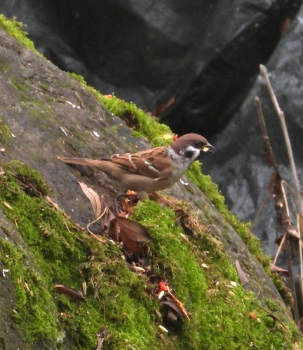 Eurasian Tree Sparrow