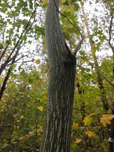 Manchurian Striped Maple