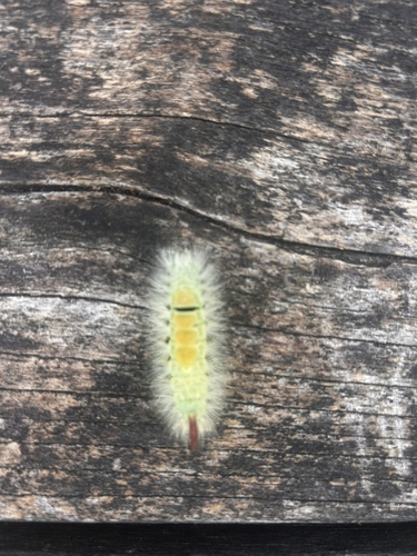 Pale Tussock Moth