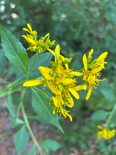 Verbesina occidentalis, photograph 1