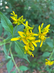 Verbesina occidentalis