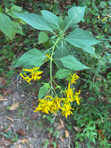 Verbesina occidentalis, photograph 2