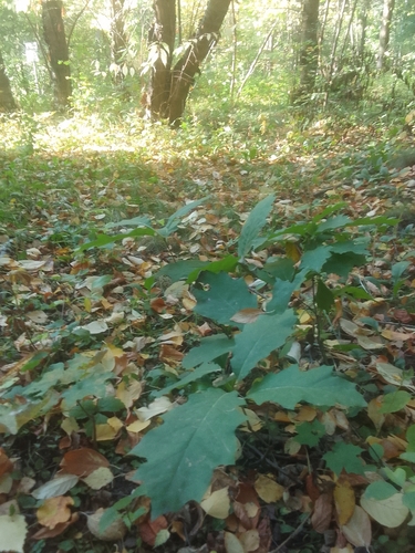 Quercus rubra, photograph 3