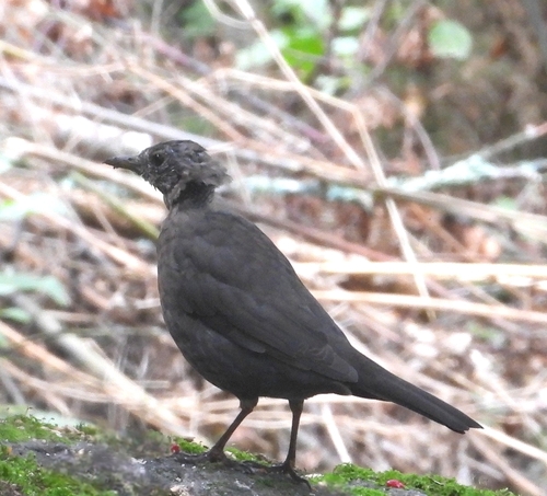 Eurasian Blackbird