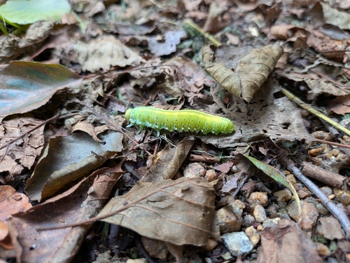 Large Alder Sawfly