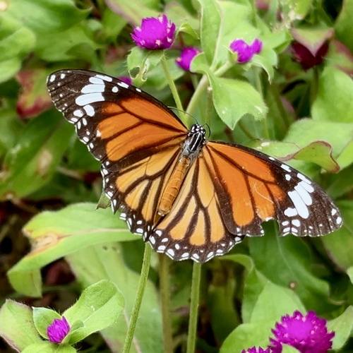 Common Tiger Butterfly