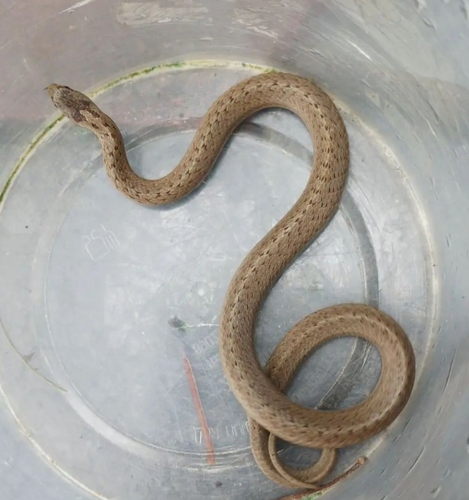 Smooth Snake
